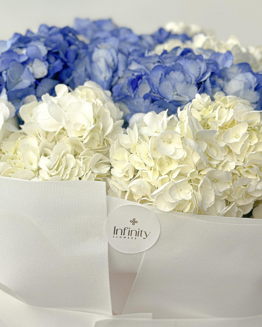 No. 244 15 cloudy hydrangeas