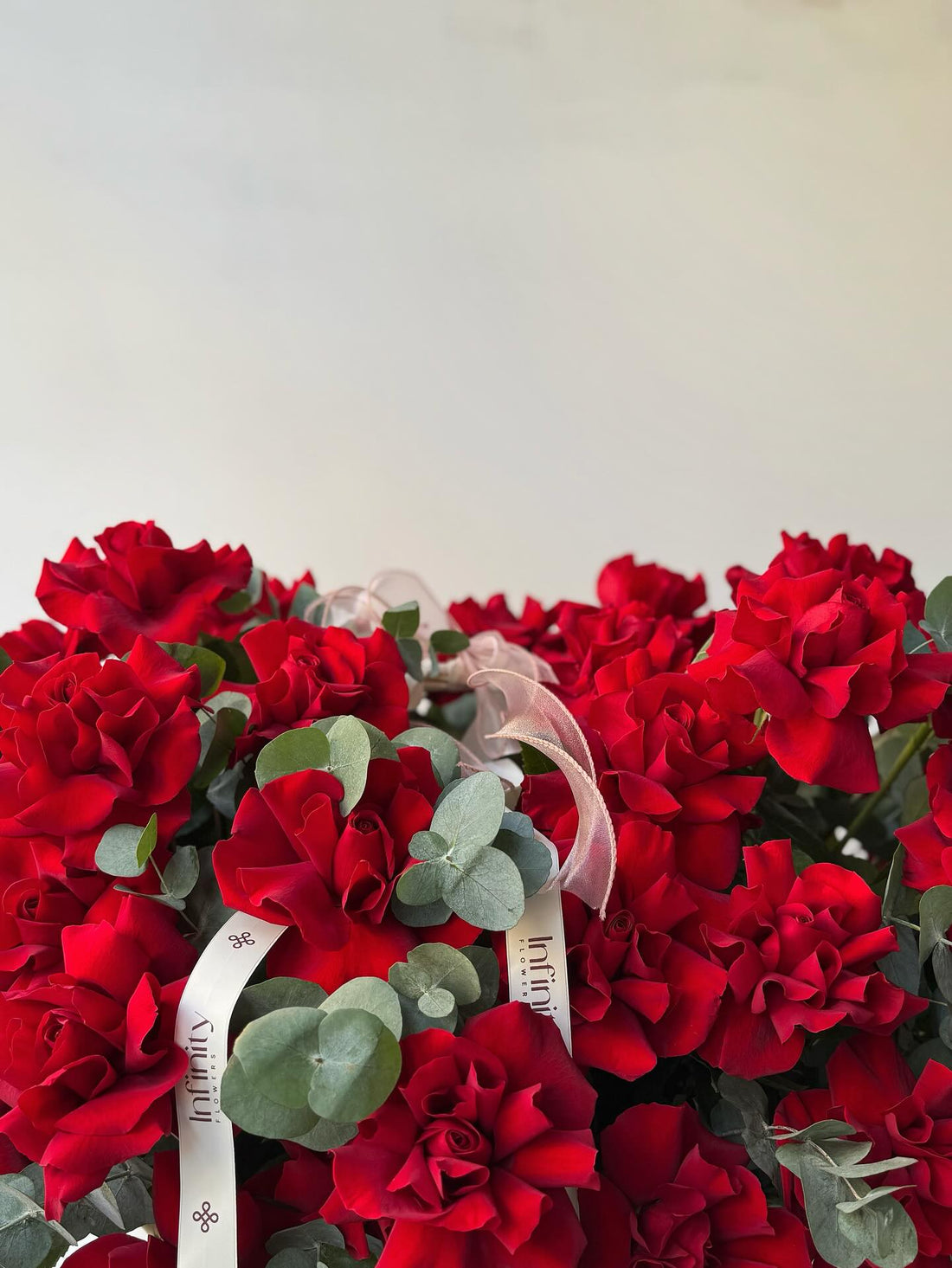 No. 260 Crimson Promise